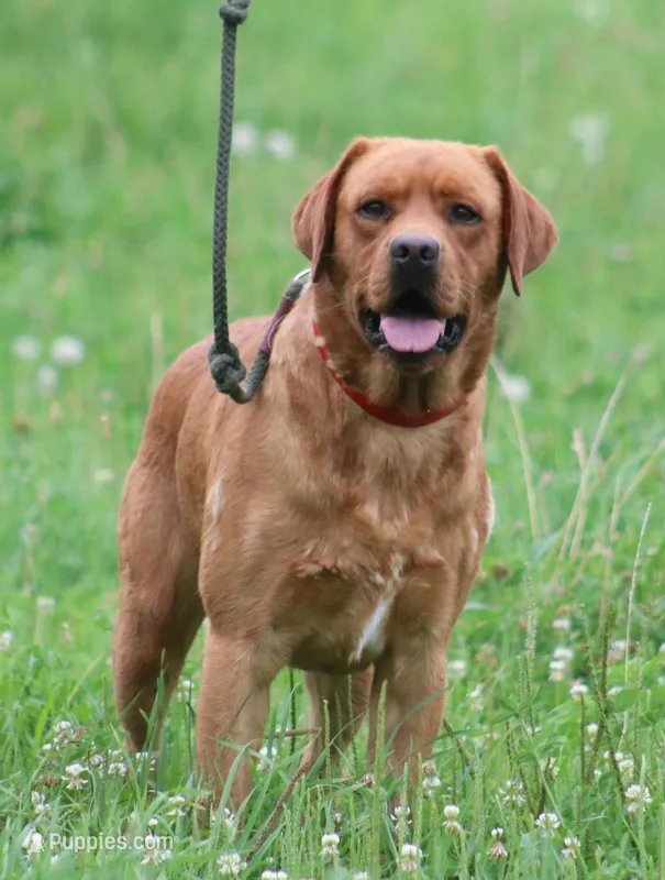 Raider/ACK/Breeder Male, a male Labrador Retriever for sale in Fall Creek, WI – Photo 1 of 2