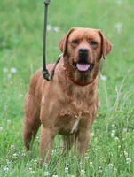 Raider/ACK/Breeder Male, a male Labrador Retriever for sale in Fall Creek, WI – Photo 1 of 2