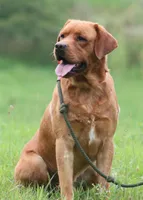 Raider/ACK/Breeder Male, a male Labrador Retriever for sale in Fall Creek, WI – Photo 2 of 2