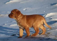 Maggie, a female Labrador Retriever for sale in Fall Creek, WI – Photo 3 of 3