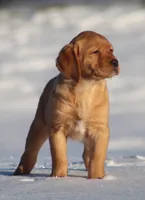 Maggie, a female Labrador Retriever for sale in Fall Creek, WI – Photo 2 of 3