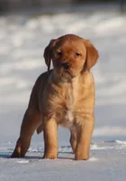 Maggie, a female Labrador Retriever for sale in Fall Creek, WI – Photo 1 of 3