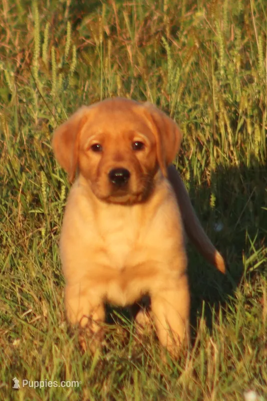 Roscoe – Labrador Retriever puppy for sale in Fall Creek, WI