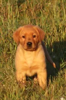 Roscoe, a male Labrador Retriever for sale in Fall Creek, WI – 1 of 3