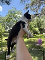 Nova, a female Boston Terrier for sale in Lake Butler, FL – 3 of 8