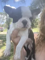 Nova, a female Boston Terrier for sale in Lake Butler, FL – 2 of 8