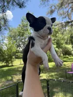 Nova, a female Boston Terrier for sale in Lake Butler, FL – 6 of 8