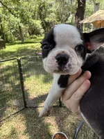 Nova, a female Boston Terrier for sale in Lake Butler, FL – 8 of 8
