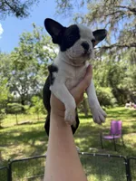 Nova, a female Boston Terrier for sale in Lake Butler, FL – 4 of 8