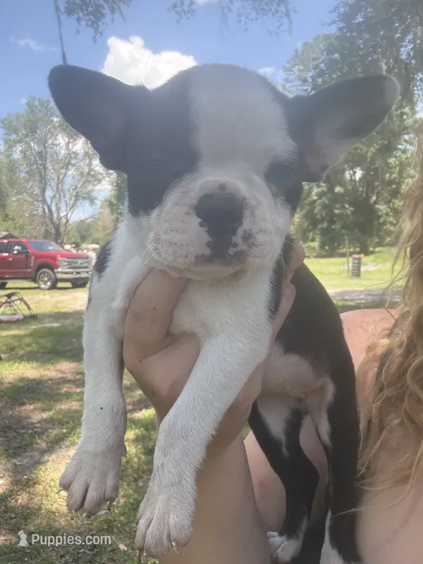 Nova, a female Boston Terrier for sale in Lake Butler, FL – 1 of 8