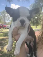 Nova, a female Boston Terrier for sale in Lake Butler, FL – 1 of 8