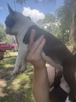 Nova, a female Boston Terrier for sale in Lake Butler, FL – 7 of 8