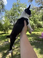Nova, a female Boston Terrier for sale in Lake Butler, FL – 5 of 8