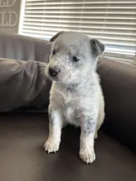 Mr. Light, a male Australian Cattle Dog for sale in Perris, CA – 3 of 4