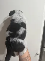 Mr. Spot, a male Australian Cattle Dog for sale in Perris, CA – 2 of 3