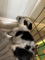 Mr. Spot, a male Australian Cattle Dog for sale in Perris, CA – 3 of 3