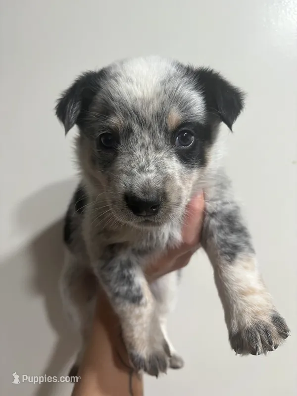 Mr. Spot – Australian Cattle Dog puppy for sale in Perris, CA