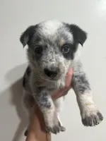 Mr. Spot, a male Australian Cattle Dog for sale in Perris, CA – 1 of 3