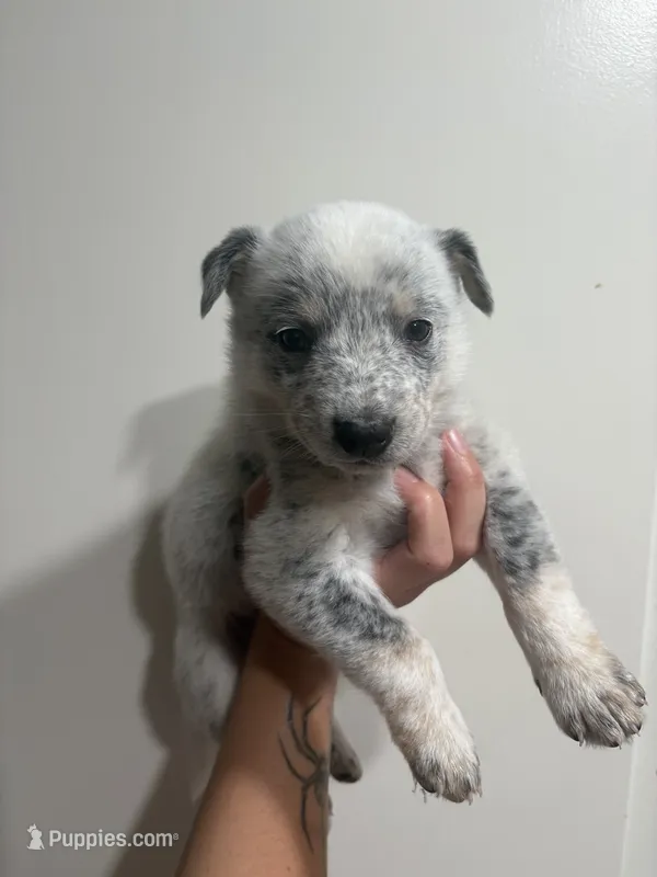 Mr. Light – Australian Cattle Dog puppy for sale in Perris, CA