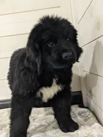 Gigi, OFA, AKC, Health tested , a female Newfoundland for sale in Sugarcreek, OH – Photo 2 of 3