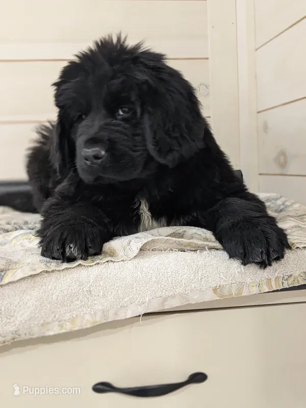 Gigi, OFA, AKC, Health tested , a female Newfoundland for sale in Sugarcreek, OH – Photo 1 of 3