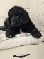 Gigi, OFA, AKC, Health tested , a female Newfoundland for sale in Sugarcreek, OH – Photo 1 of 3