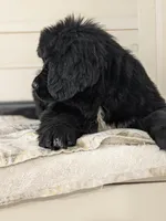 Gigi, OFA, AKC, Health tested , a female Newfoundland for sale in Sugarcreek, OH – Photo 3 of 3