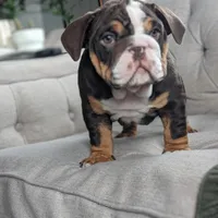 AKC Luna , a female English Bulldog for sale in Sugarcreek, OH – Photo 4 of 5