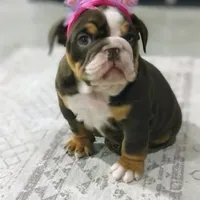 AKC Luna , a female English Bulldog for sale in Sugarcreek, OH – Photo 2 of 5