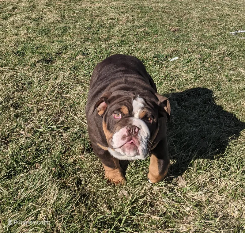 AKC Luna  – English Bulldog puppy for sale in Sugarcreek, OH