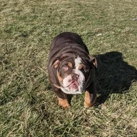 AKC Luna , a female English Bulldog for sale in Sugarcreek, OH – Photo 1 of 5