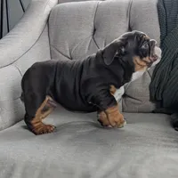 AKC Luna , a female English Bulldog for sale in Sugarcreek, OH – Photo 5 of 5