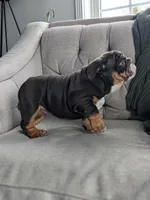 AKC Luna , a female English Bulldog for sale in Sugarcreek, OH – Photo 4 of 4