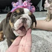 AKC Luna , a female English Bulldog for sale in Sugarcreek, OH – Photo 3 of 5