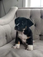 Jase, a male English Bulldog and Jack Russell Terrier for sale in Sugarcreek, OH – Photo 4 of 4