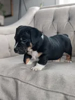 Jase, a male English Bulldog and Jack Russell Terrier for sale in Sugarcreek, OH – Photo 2 of 4