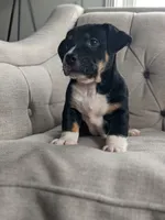 Jase, a male English Bulldog and Jack Russell Terrier for sale in Sugarcreek, OH – Photo 3 of 4