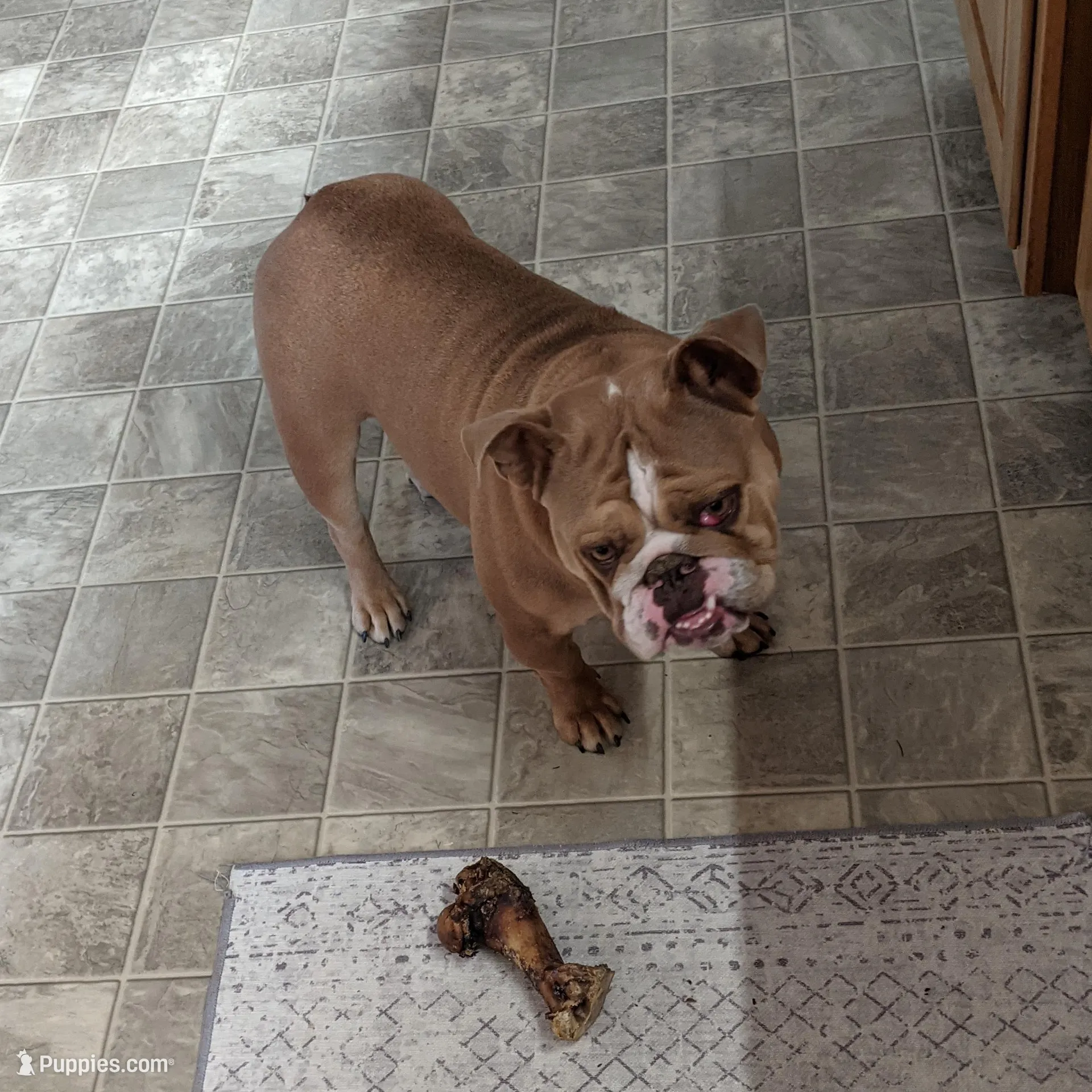 AKC Beatrice  – English Bulldog puppy for sale in Sugarcreek, OH