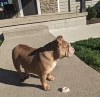 AKC Beatrice , a female English Bulldog for sale in Sugarcreek, OH – Photo 2 of 2
