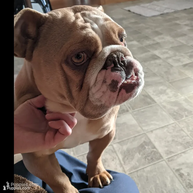 AKC Beatrice  – English Bulldog puppy for sale in Sugarcreek, OH