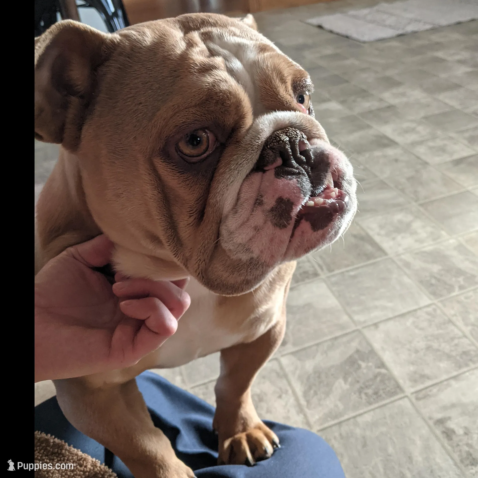 AKC Beatrice , a female English Bulldog for sale in Sugarcreek, OH – Photo 1 of 4