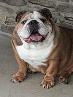 AKC Ana, a female English Bulldog for sale in Sugarcreek, OH – Photo 1 of 3