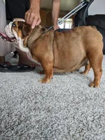 AKC Ana, a female English Bulldog for sale in Sugarcreek, OH – Photo 2 of 3