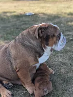 AKC Ana, a female English Bulldog for sale in Sugarcreek, OH – Photo 3 of 3