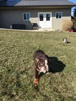 Noel, a female English Bulldog and Jack Russell Terrier for sale in Sugarcreek, OH – Photo 2 of 2