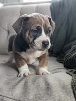 Carter, a male English Bulldog and Jack Russell Terrier for sale in Sugarcreek, OH – Photo 1 of 4