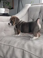 Carter, a male English Bulldog and Jack Russell Terrier for sale in Sugarcreek, OH – Photo 4 of 4