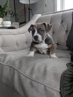 Carter, a male English Bulldog and Jack Russell Terrier for sale in Sugarcreek, OH – Photo 3 of 4