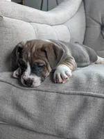 Carter, a male English Bulldog and Jack Russell Terrier for sale in Sugarcreek, OH – Photo 2 of 4