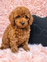 Dory, a female Poodle - Toy  for sale in Glendale, CA – 2 of 3